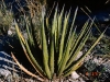 Lechuguilla: Leaf