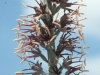 Lechuguilla: Flower