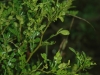 Lime pricklyash, Colima: Leaf
