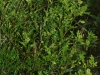 Lime pricklyash, Colima: Whole Plant