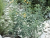 Lindheimer Senna: Whole Plant