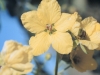 Lindheimer Senna: Flower