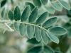 Lindheimer Senna: Leaf