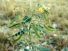 Lindheimer Senna: Fruit
