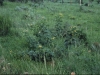Lindheimer Senna: Population