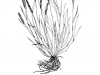 Little barley: Whole Plant