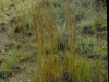 Little bluestem: Whole Plant