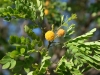 Little-leaf lead tree, Golden ball lead tree: Flower