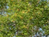 Little-leaf lead tree, Golden ball lead tree: Whole Plant