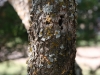 Little-leaf lead tree, Golden ball lead tree: Stem