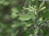 Lotebush, Blue brush, Gumdrop tree: Leaf
