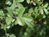 Macartney rose: Leaf