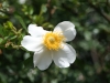 Macartney rose: Flower