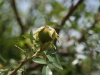 Macartney rose: Fruit