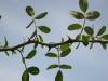 Macartney rose: Stem