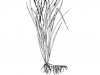 Maidencane: Whole Plant