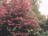 Maple: Whole Plant
