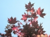 Maple: Leaf