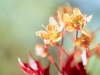Maple: Flower