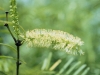 Mesquite: Flower