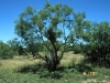 Mesquite: Whole Plant