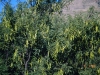 Mesquite: Whole Plant