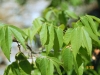 Mexican buckeye: Leaf