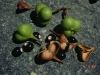 Mexican buckeye: Fruit
