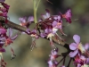 Mexican buckeye: Flower