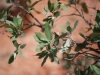 Mohrs shin oak: Leaf