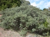 Mohrs shin oak: Whole Plant