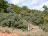 Mohrs shin oak: Population
