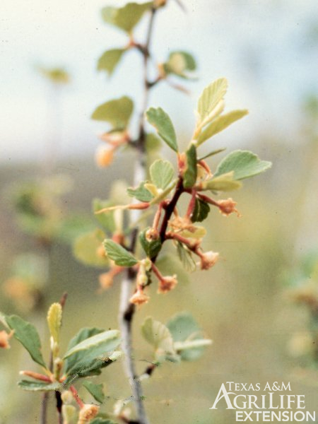 Littleleaf Mountain Mahogany