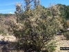 Mountain mahogany: Whole Plant