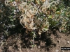Mountain mahogany: Fruit
