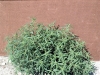 marshelder_narrowleaf-sumpweed_87_getimage