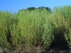narrowleaf-sumpweed_93_ivaag05