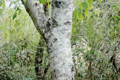 Netleaf Hackberry Trunk