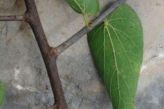 Netleaf Leaf Back Twig Texture