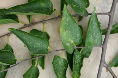 Netleaf Leaves and Twigs