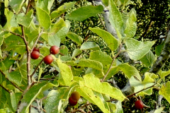 Netleaf Leaves and Berries