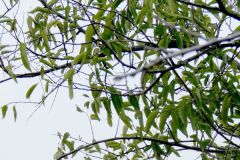 Netleaf Leaves