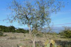 Netleaf Young Tree