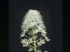 Nuttall Deathcamas, Deathcamas: Flower