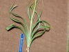 Nuttall Deathcamas, Deathcamas: Root