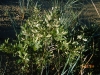 Oak: Whole Plant