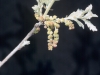 Oak: Flower