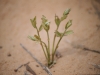 Oak: Seedling
