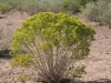 Perennial Broomweed, Broom Snakeweed: Whole Plant