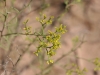 Perennial Broomweed, Broom Snakeweed: Flower